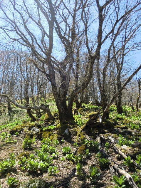 なんかメルヘン