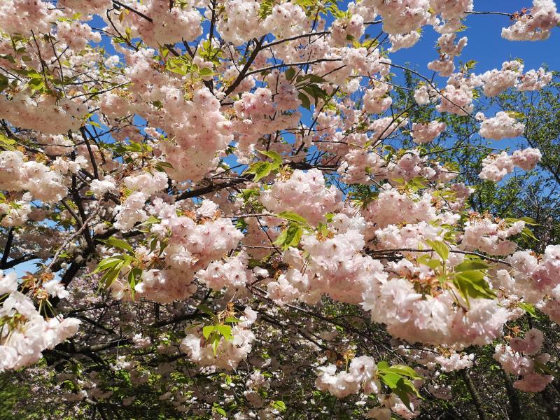 桜で始まる令和元年。
