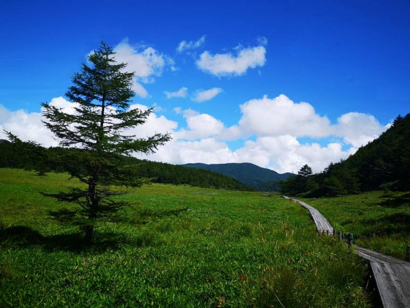 池の平湿原。優しすぎてじわる。