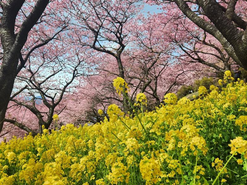 河津桜と菜の花のコラボ。すっかり春です。
