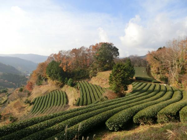 人の住む集落を通っての登山道。朝日に照らされる茶畑があまりにも美しく見とれる。