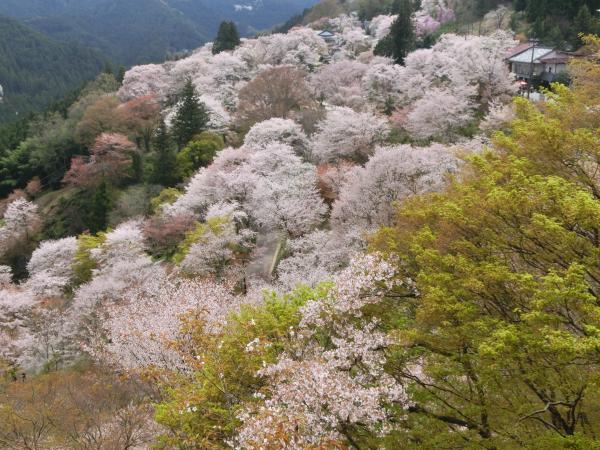 桜満開な世界遺産　吉野山は下千本からの眺め。