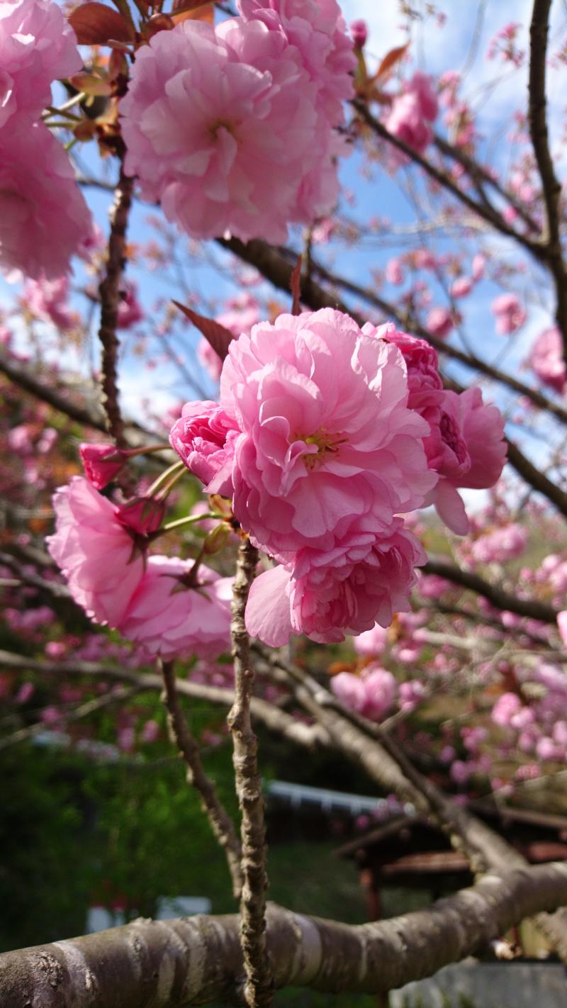 八重桜が満開です