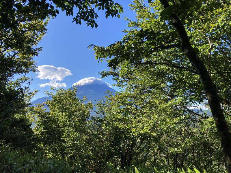 木立から富士山