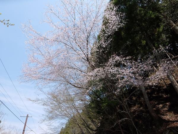 山桜最盛期