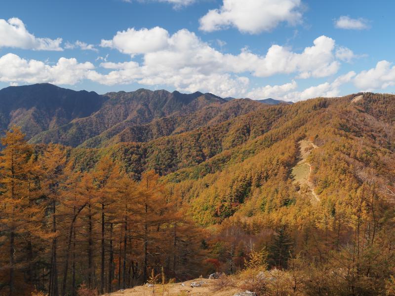 雲取山への道。カラマツの紅葉が綺麗です♪