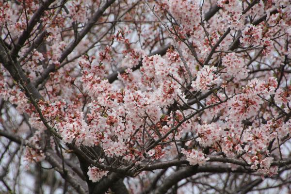 二上山の桜はまだ咲いてました。