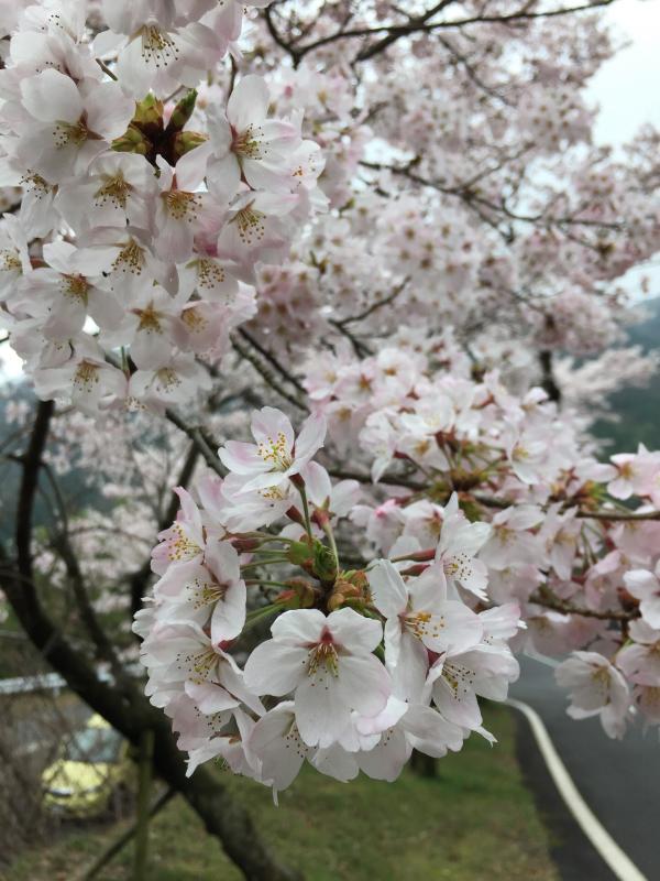 運動広場の桜が満開でした。