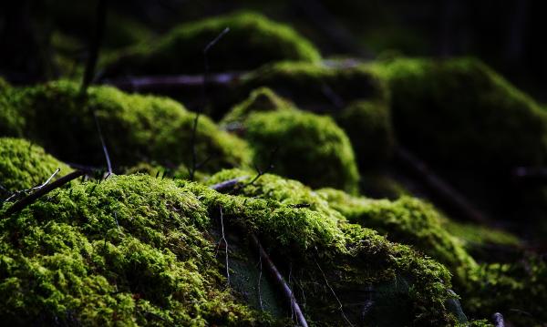 沢からヲイ平付近までは苔が多いのが印象的でした  斜面の一部が緑色の絨毯に！