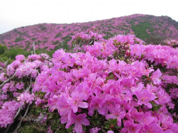 念願だった満開のミヤマキリシマ！すごーーーくきれいでした！！