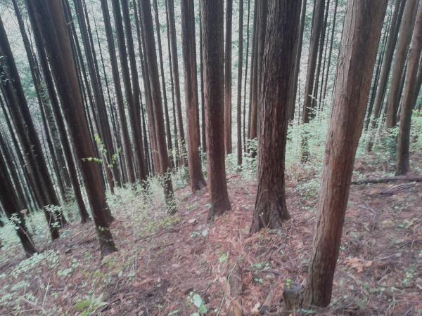 下山の仕事道は踏み跡が分かりにくく、傾斜がきついので、注意してください。