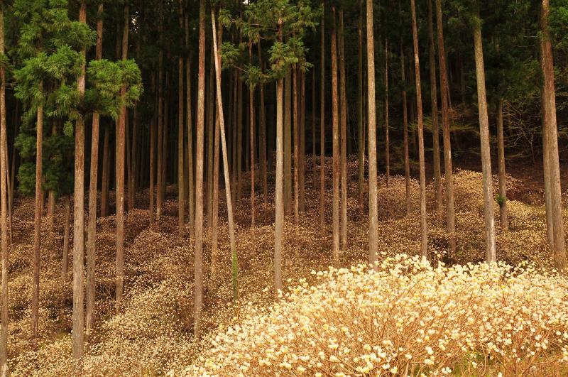 スギ林の中にミツマタ群落。異様な光景。