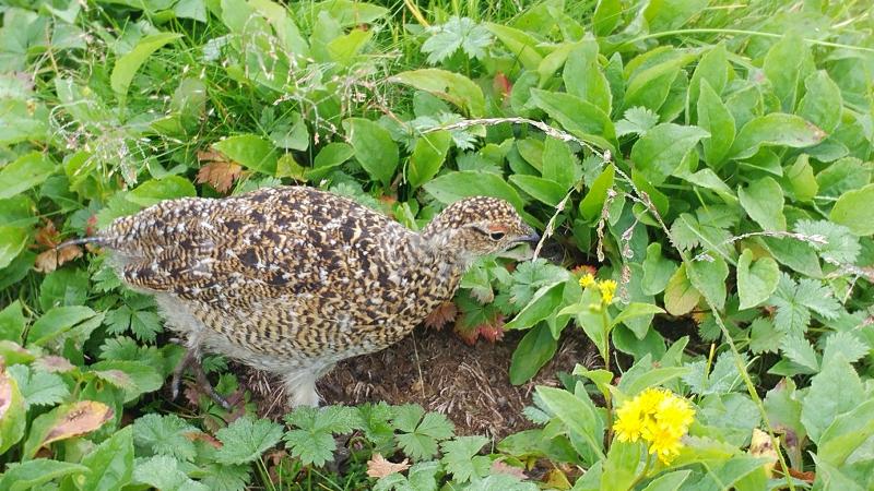 ライチョウが足元に