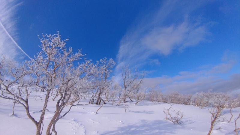 樹氷