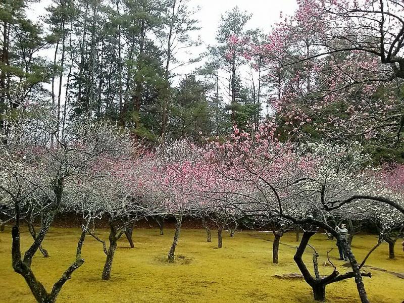 滋賀の梅園