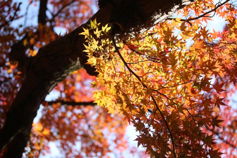 光と紅葉のカエデ