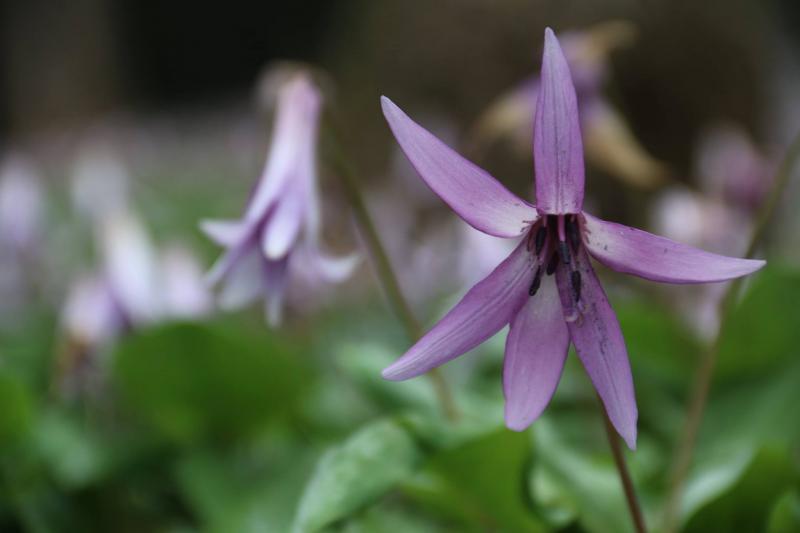 カタクリの花