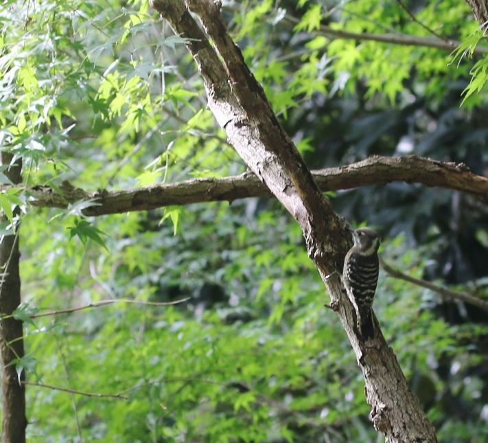 コゲラさん　マクロの限界でした