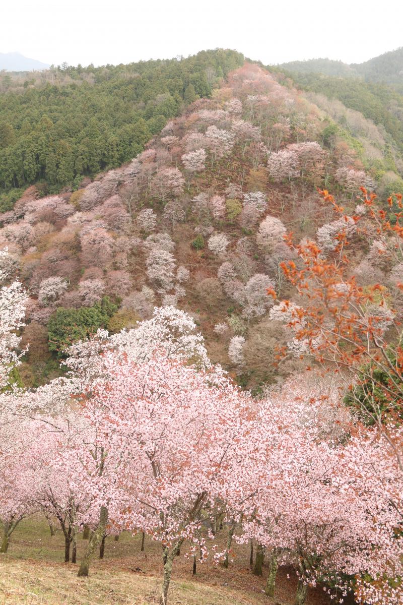 下千本　満開です