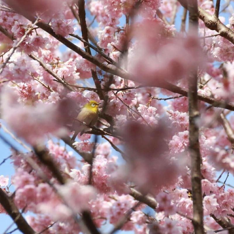 桜と　ジロー