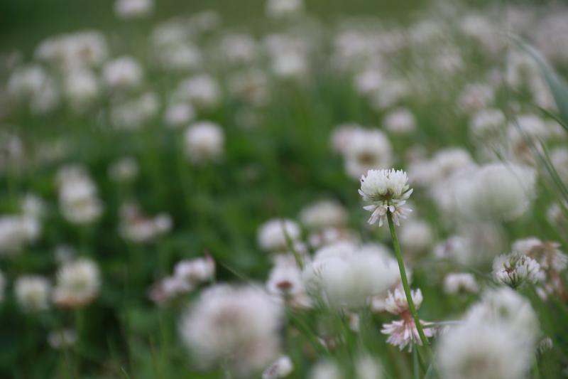 シロツメクサをハクサンイチゲと思って撮ってみる