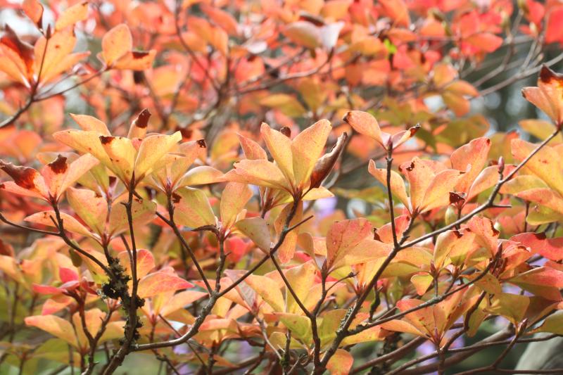 シロヤシオ　紅葉！