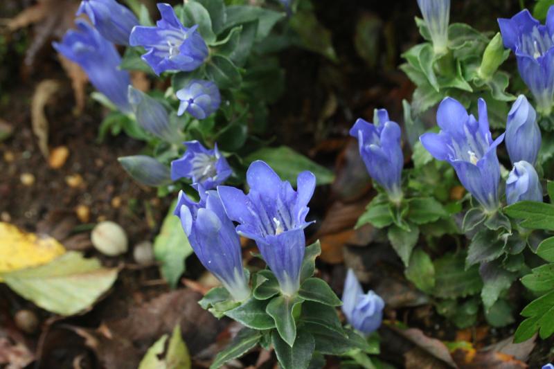 アサマリンドウ