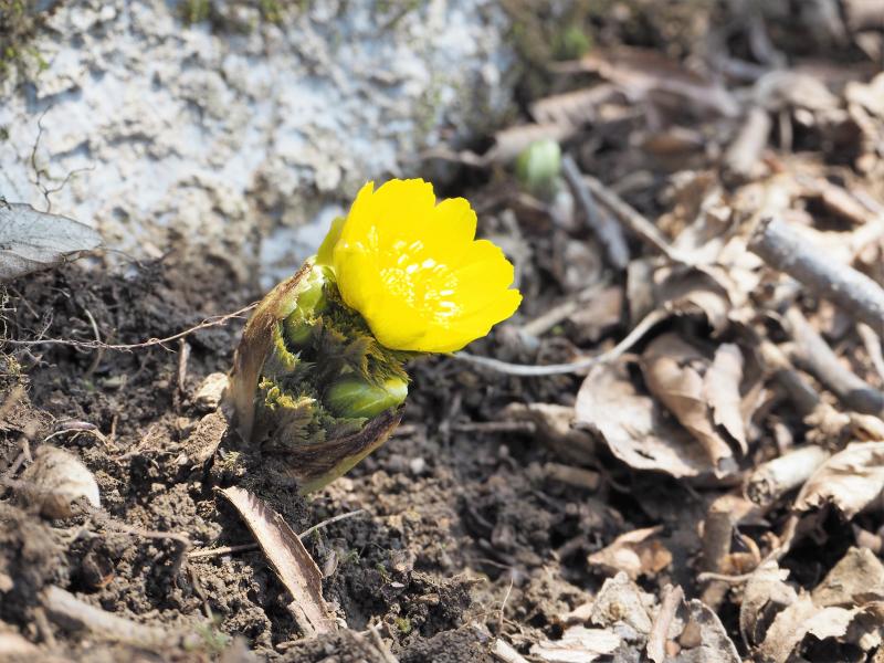 ひらきかけの福寿草