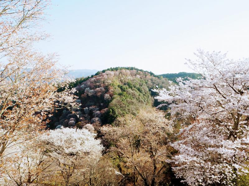 下千本の桜