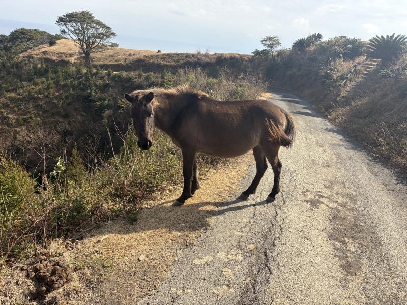 御崎馬（岬馬）。基本もりもり食べてます