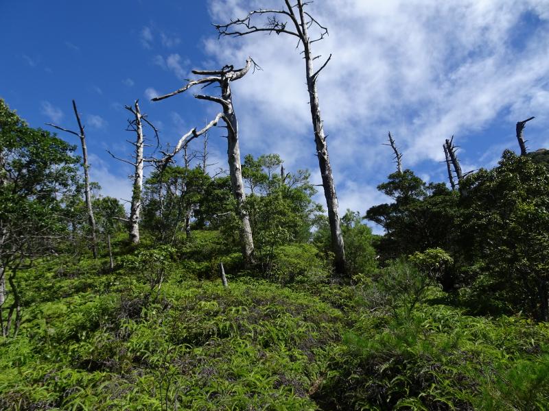 三剣山への途中立ち枯れした木々