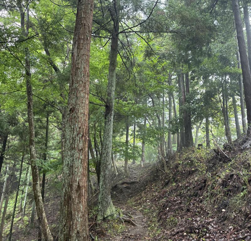 木々に囲まれた歩きやすい斜面を登ります。