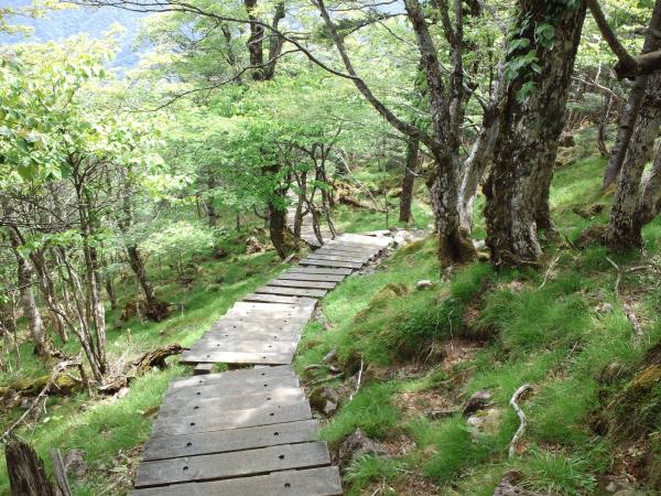 弥山までの急登は木道です。