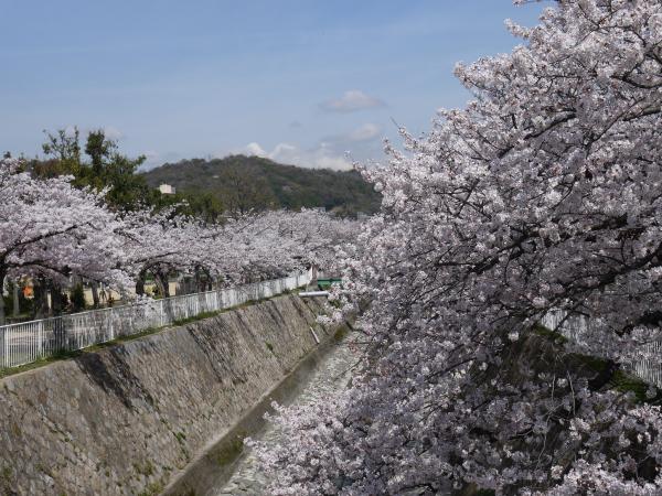須磨アルプスへ妙法寺川沿いのお花見でスタート
