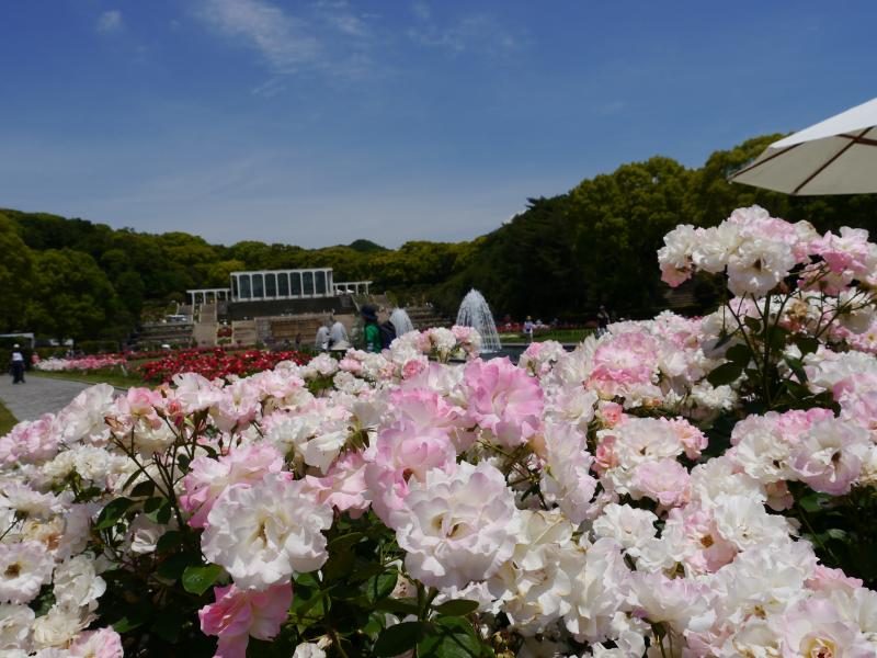 須磨離宮公園も営業再開しています、薔薇が見頃です