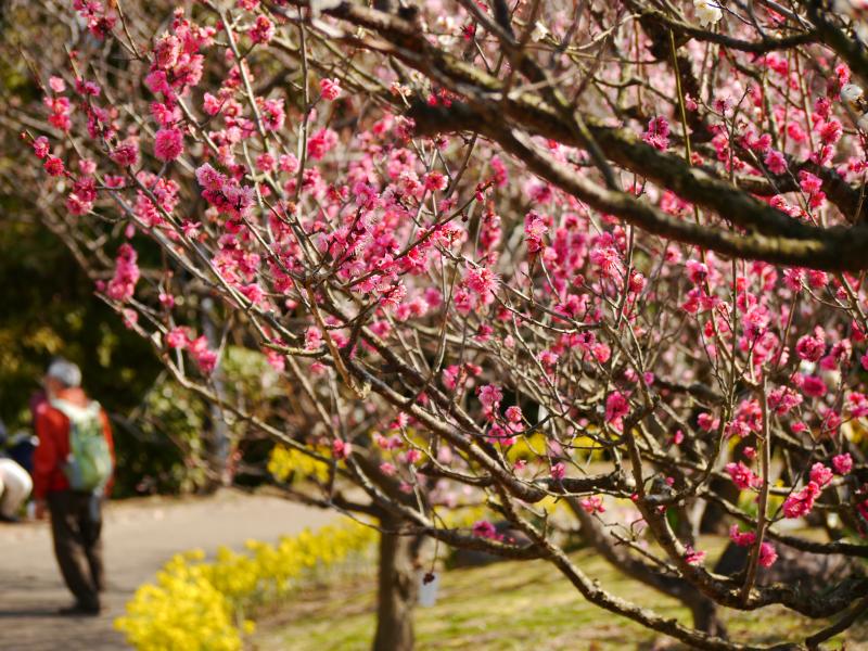 須磨離宮植物園の梅は見頃です