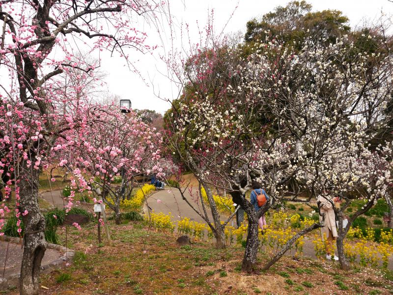 今年はまだ梅の花を楽しめます　須磨離宮植物園