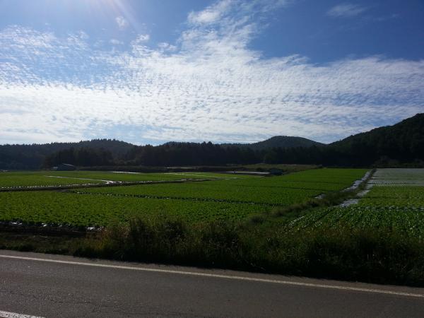 大好きな景色。川上村高原野菜畑。雲はもう秋です。