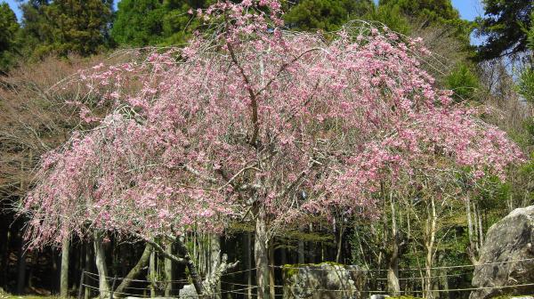 阿弥陀寺の桜