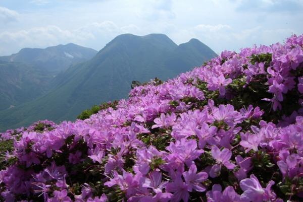 平治岳より三俣山方面を望む。ﾐﾔﾏｷﾘｼﾏが美しく咲いていました。