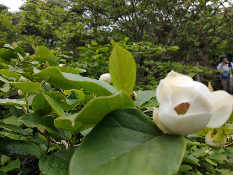 花が開きかけのオオヤマレンゲ