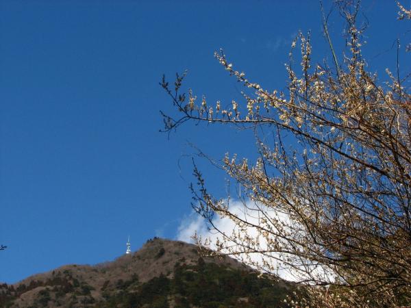 梅の花の先に筑波山山頂