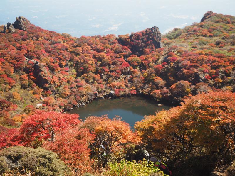 見事に紅く染まっています
