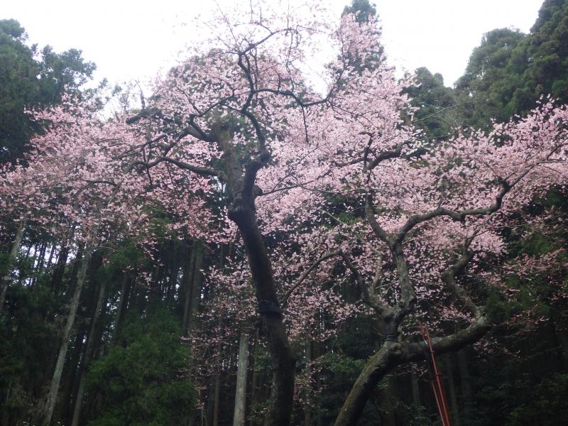 これが虎尾桜