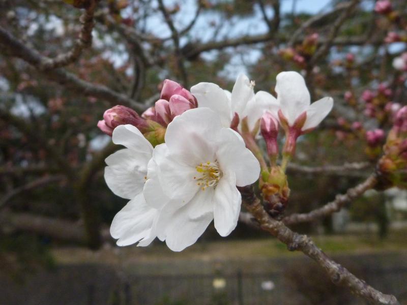 夙川沿いの桜並木は、次週末辺りが見ごろかもしれません