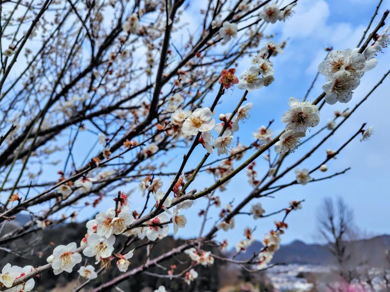 青空に梅　間違いなく春