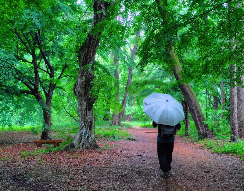 しっとりと気持ちよい、雨の森