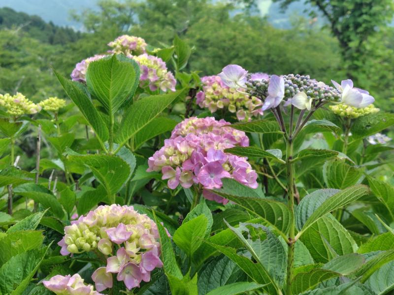 鮮やかなアジサイが斜面を彩ります