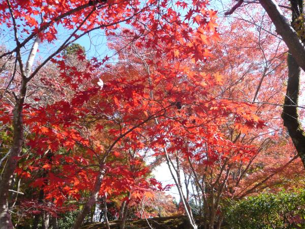 神峰山寺の紅葉