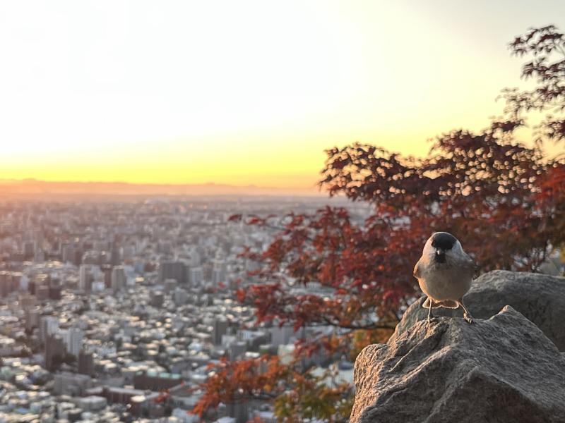 藻岩山のおすすめコース画像